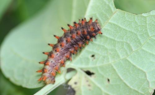 Zerynthia polyxena
